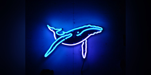 Cover image for Find The Neon Whale
