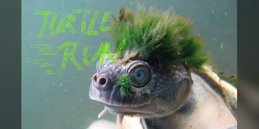 Cover image for turtlerun