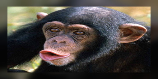 Cover image for I'll Be A Monkey's Uncle