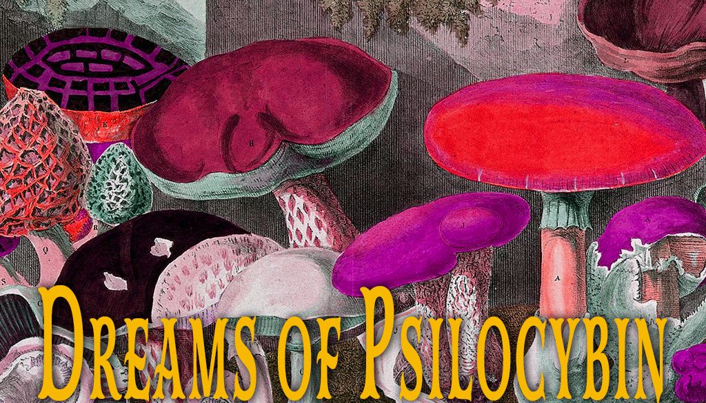 Cover image for Dreams of Psilocybin