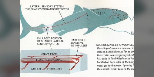 Cover image for sounds made by a wounded fish
