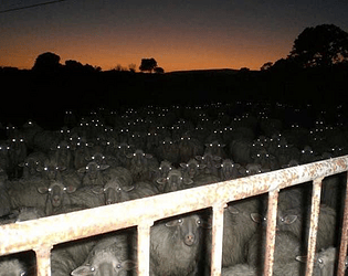 Ovis