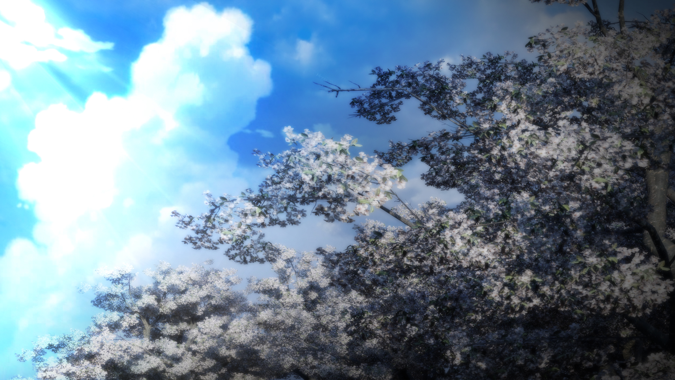 Free Sakura tree background