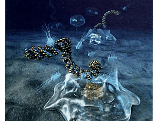 To The Bottom of the Sea