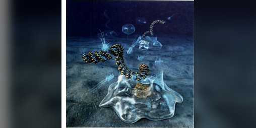 Cover image for To The Bottom of the Sea
