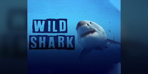 Cover image for Wild Shark