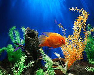 Aquarium