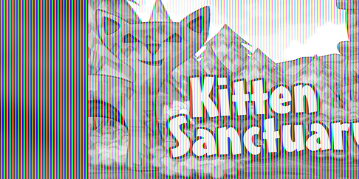 Cover image for Kitten Sanctuary