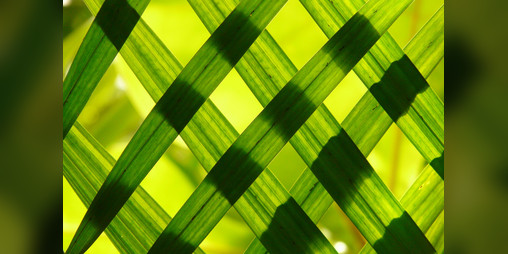 Cover image for Leaves of Grass