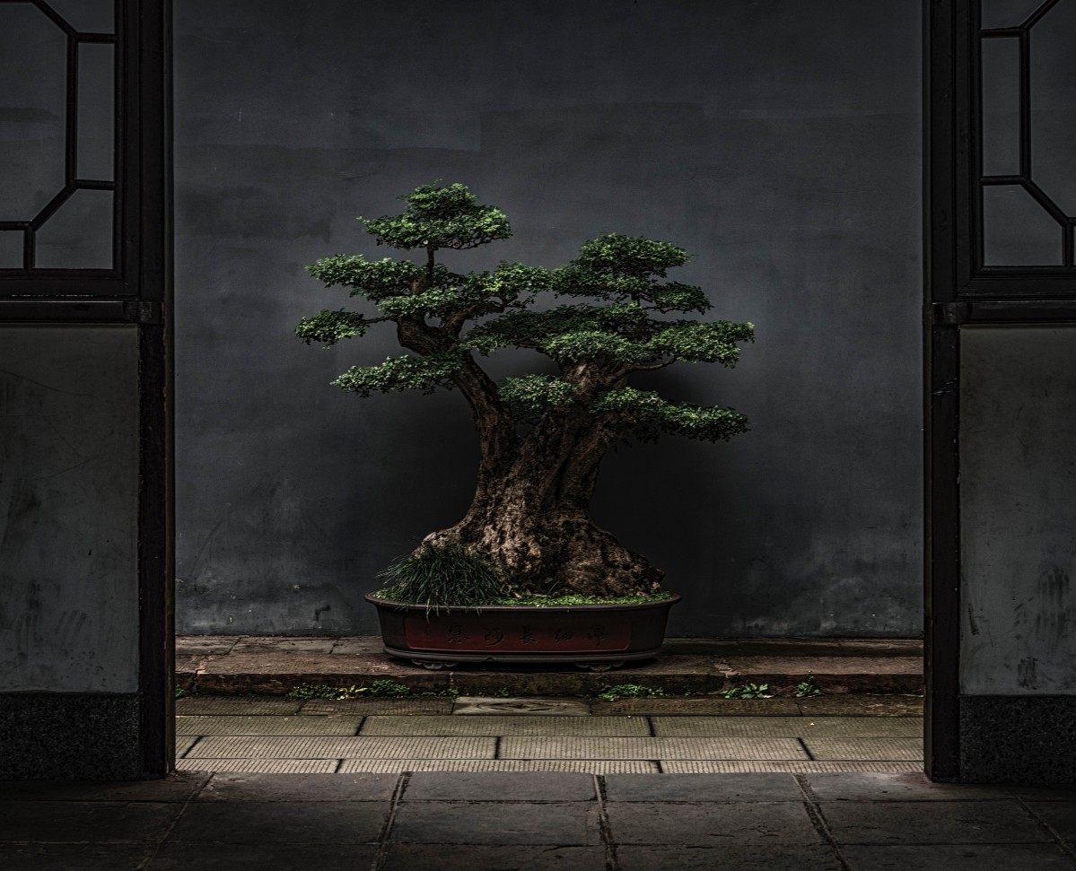 Cover image for Bonsai Ninja