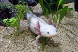 axolotl day