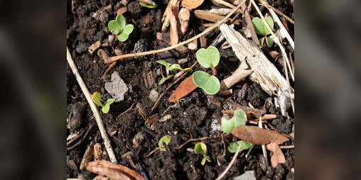 Cover image for The Beginning Gardener Issue 2: A Guide to Compost