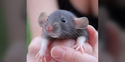 Cover image for RaT SiMuLaToR