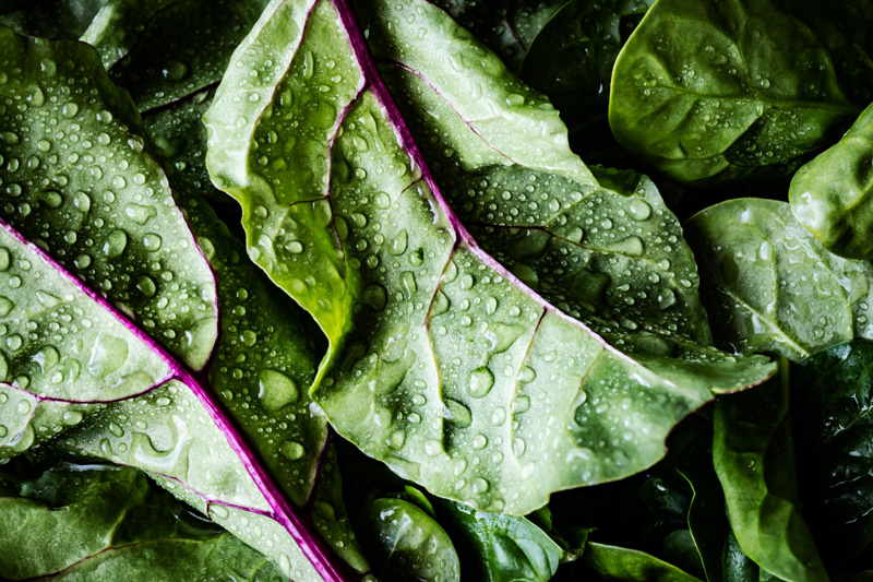 nature leaves with water drops