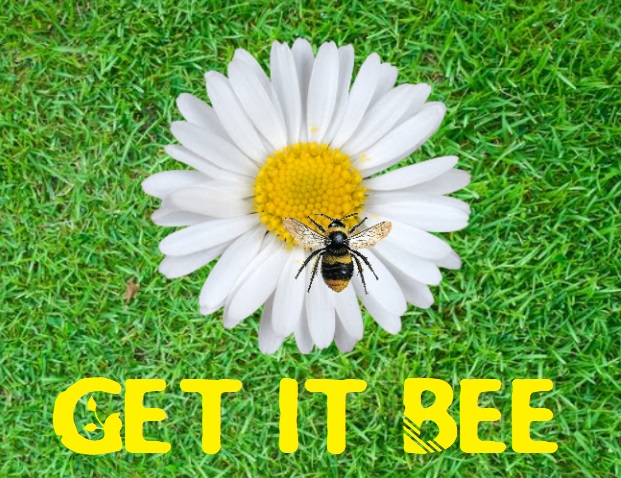 GET IT BEE