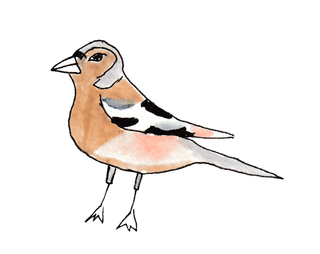 How to look for Finches on the Internet