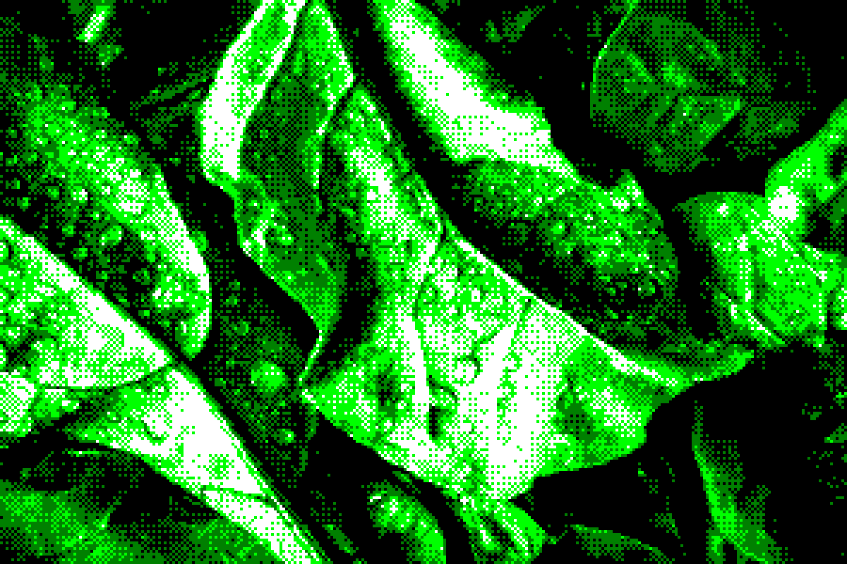 Resultat conversion amstrad image plante feuilles et gouttes d'eau ImgToCpc