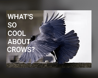 What's So Cool About Crows?  