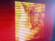 Ginger cat in orange palette animated pixel noise