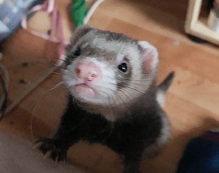 ferret