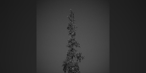 Cover image for Slept away in a forest (song)
