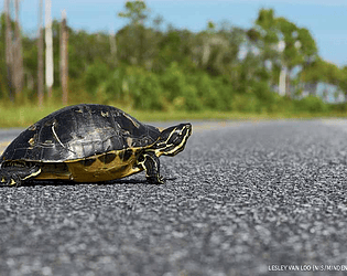 Turtle game