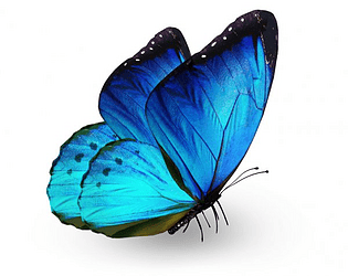 Life cycle of butterfly