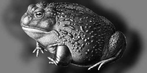 Forg Freeform Original Roleplaying Game By Roz