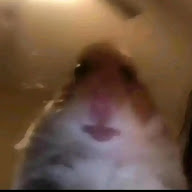 Cover image for hamster is B O R E D