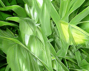 Maize