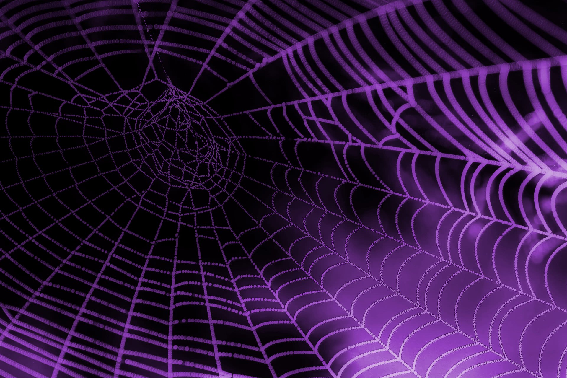 Cover image for Arachnid