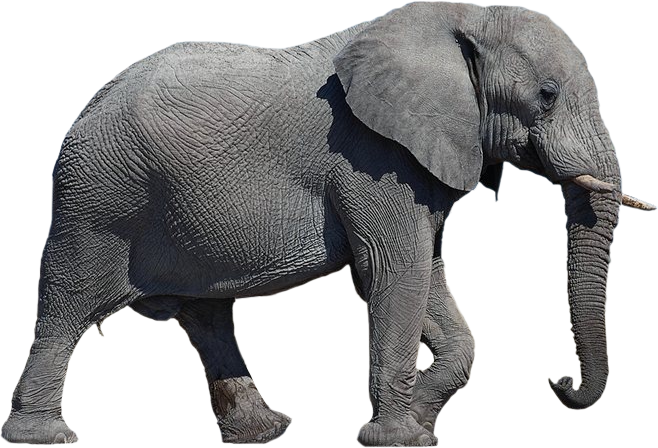 Endangered Elephants!