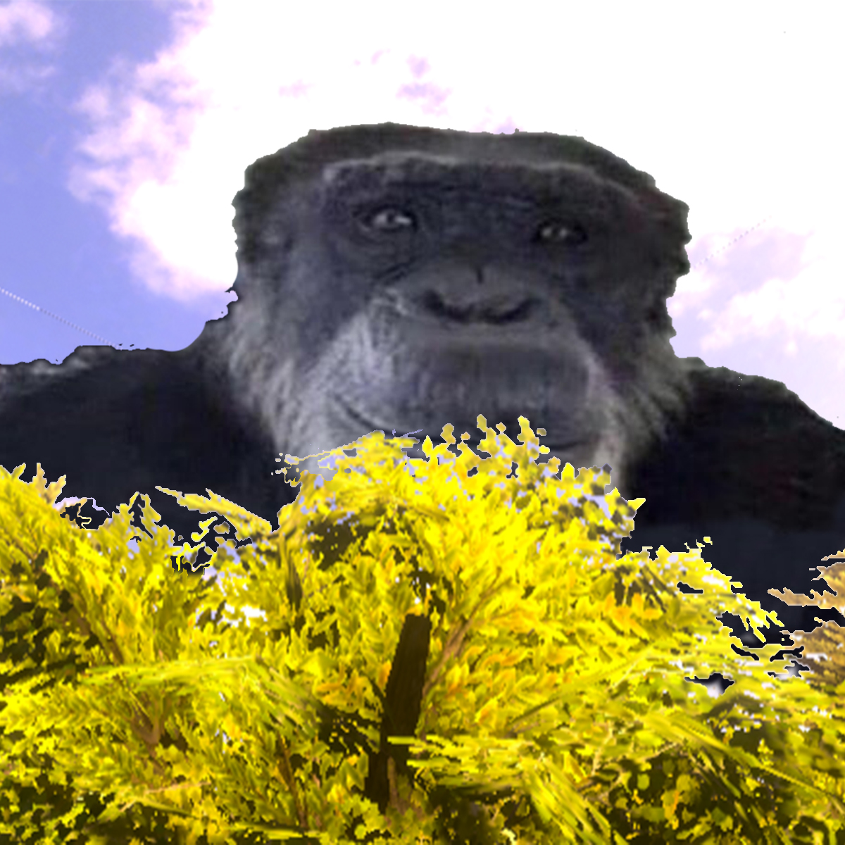 Cover image for Monke: Monke