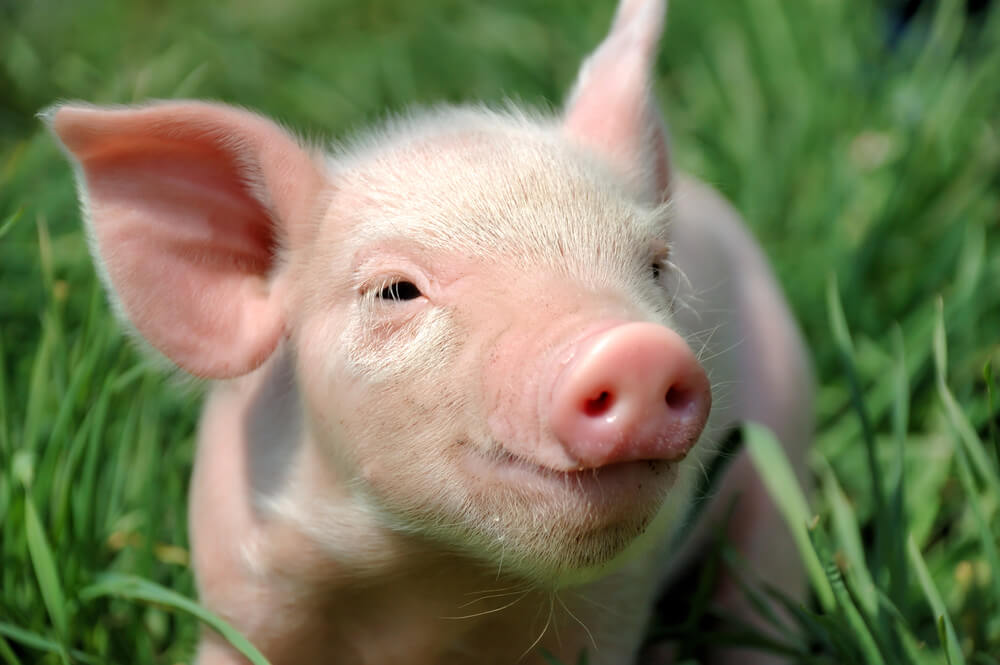 Cover image for The pig