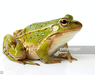 Frog!