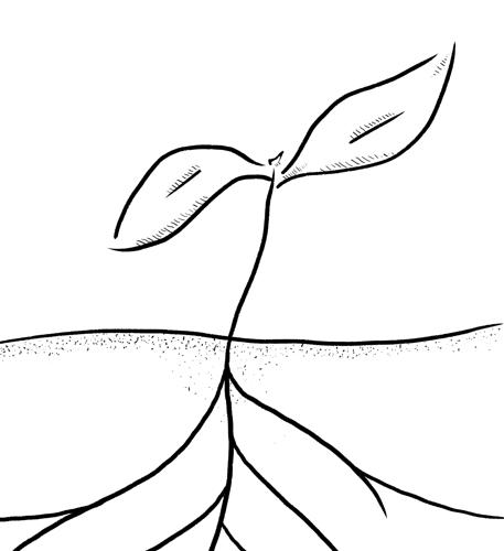 Cover image for Myco