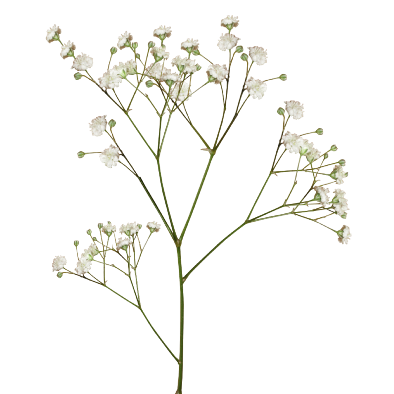 Save The Plants