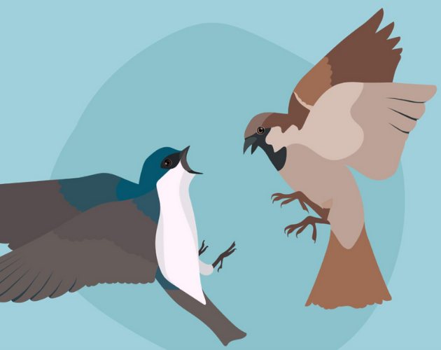 Cover image for The swallow's fight
