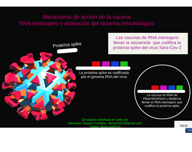 Mecanismo de acción de la vacuna del RNA mensajero contra el Covid-19