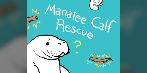 Cover image for Manatee Calf Rescue