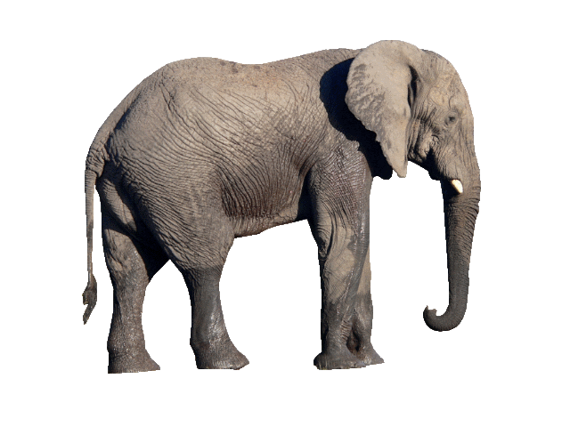 Cover image for elephants on ketamine