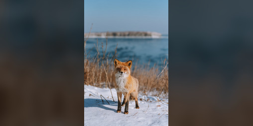 Cover image for 3 extensions for Paws