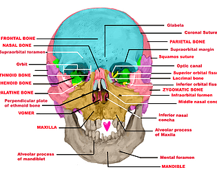 Jessicats' Scholarly Skull