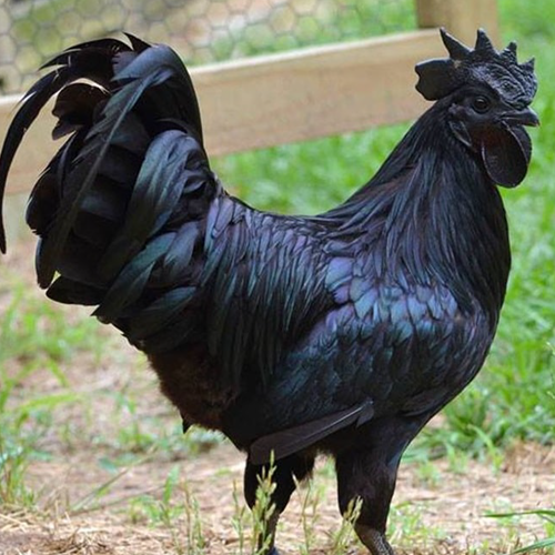 Brigas de galo 2078