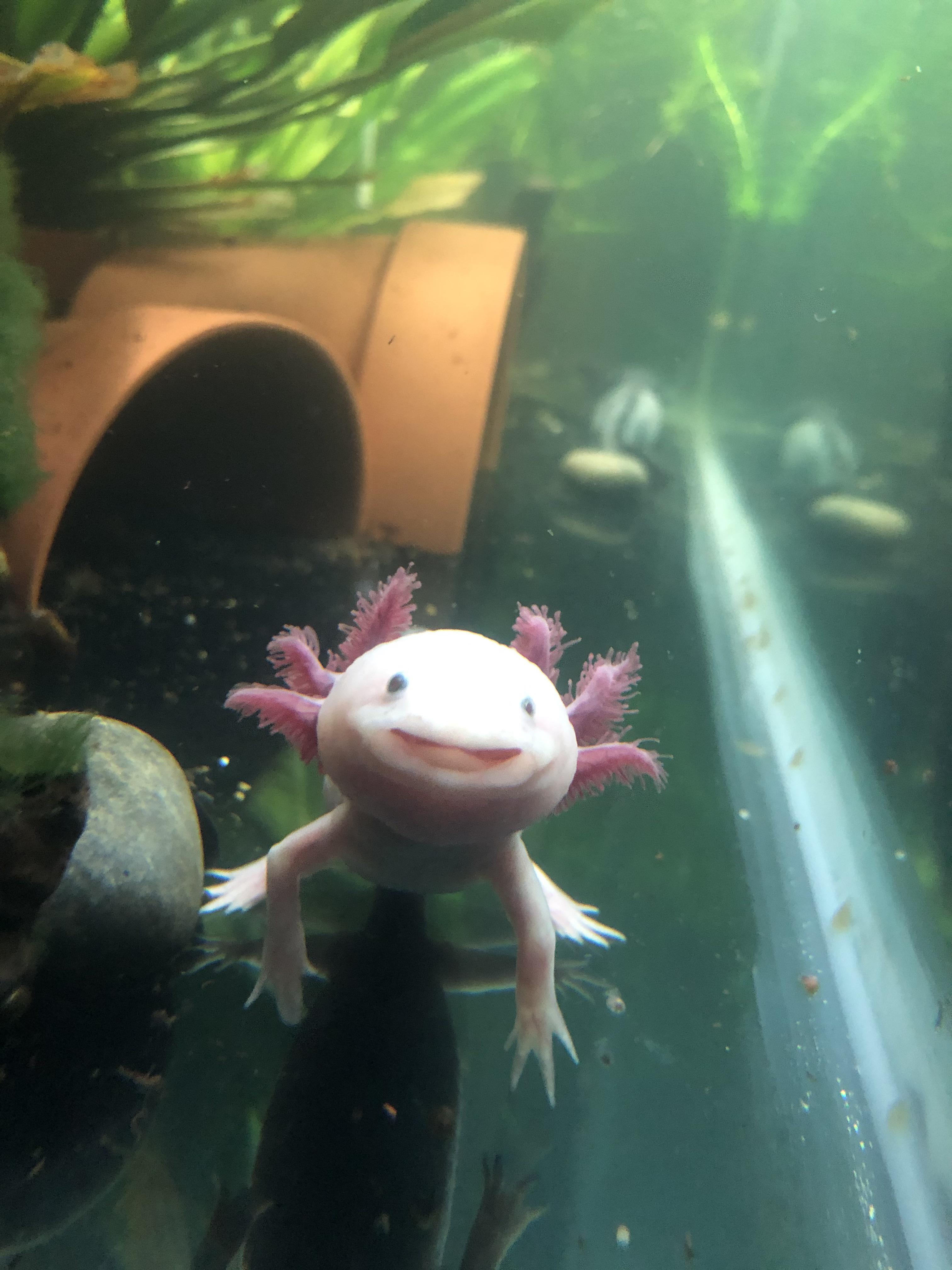 Axolotl Smiling Cute Friday Night Funkin Community Itch Io