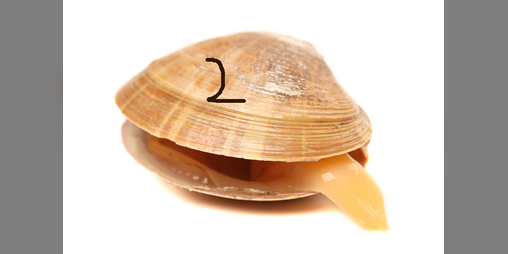 Cover image for MERGE CLAM 2