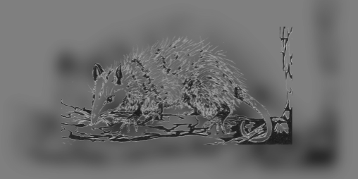 Cover image for Possum and Sword & Knapsack