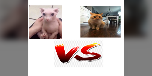 Cover image for bingus vs spoingus