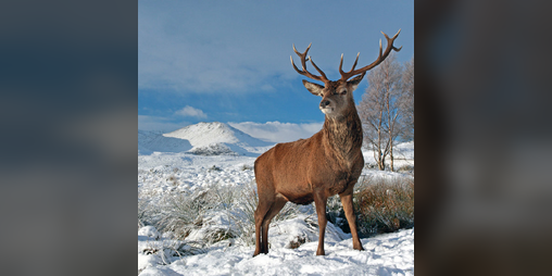 Cover image for Hunter