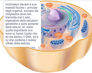 Citoplasma - puzzle online